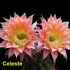 Celeste.4.1.jpg 